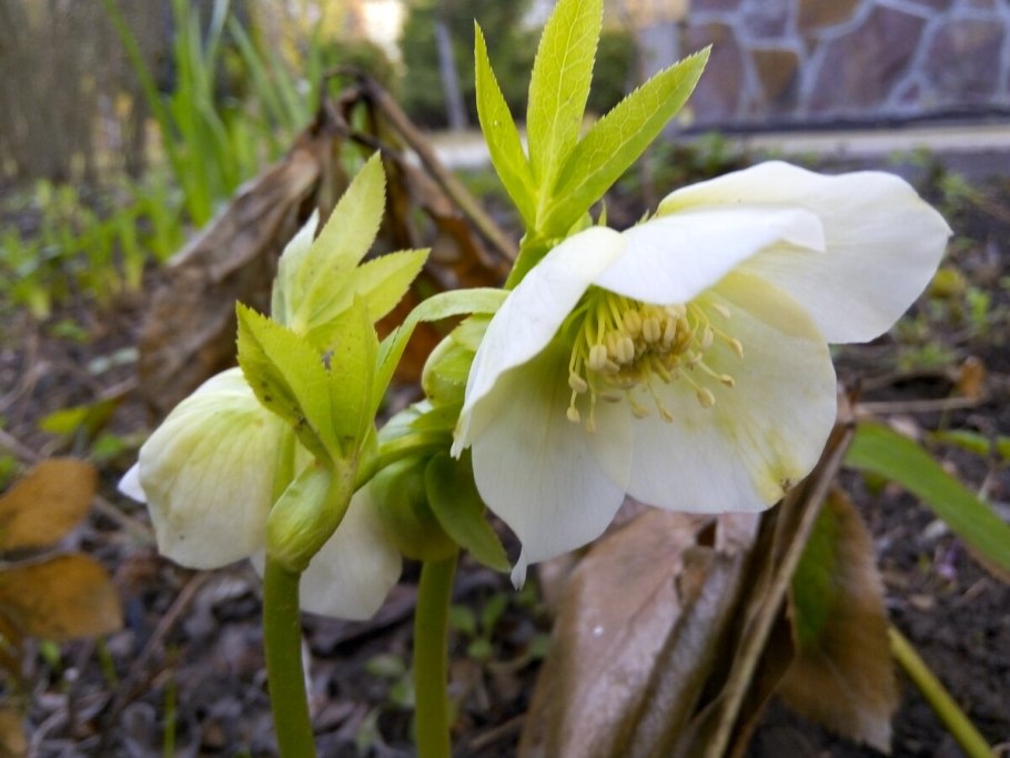 Морозник (Helleborus) кавказский