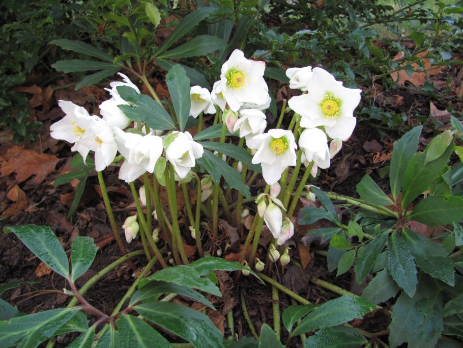 Морозник Helleborus or. Ballard Hybrids