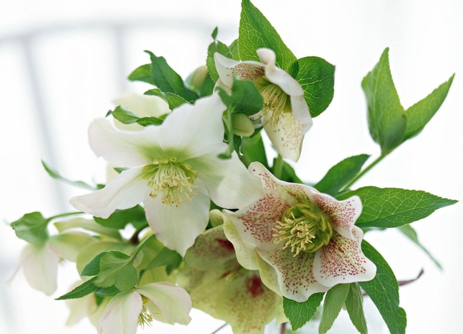 Морозник кустарниковый