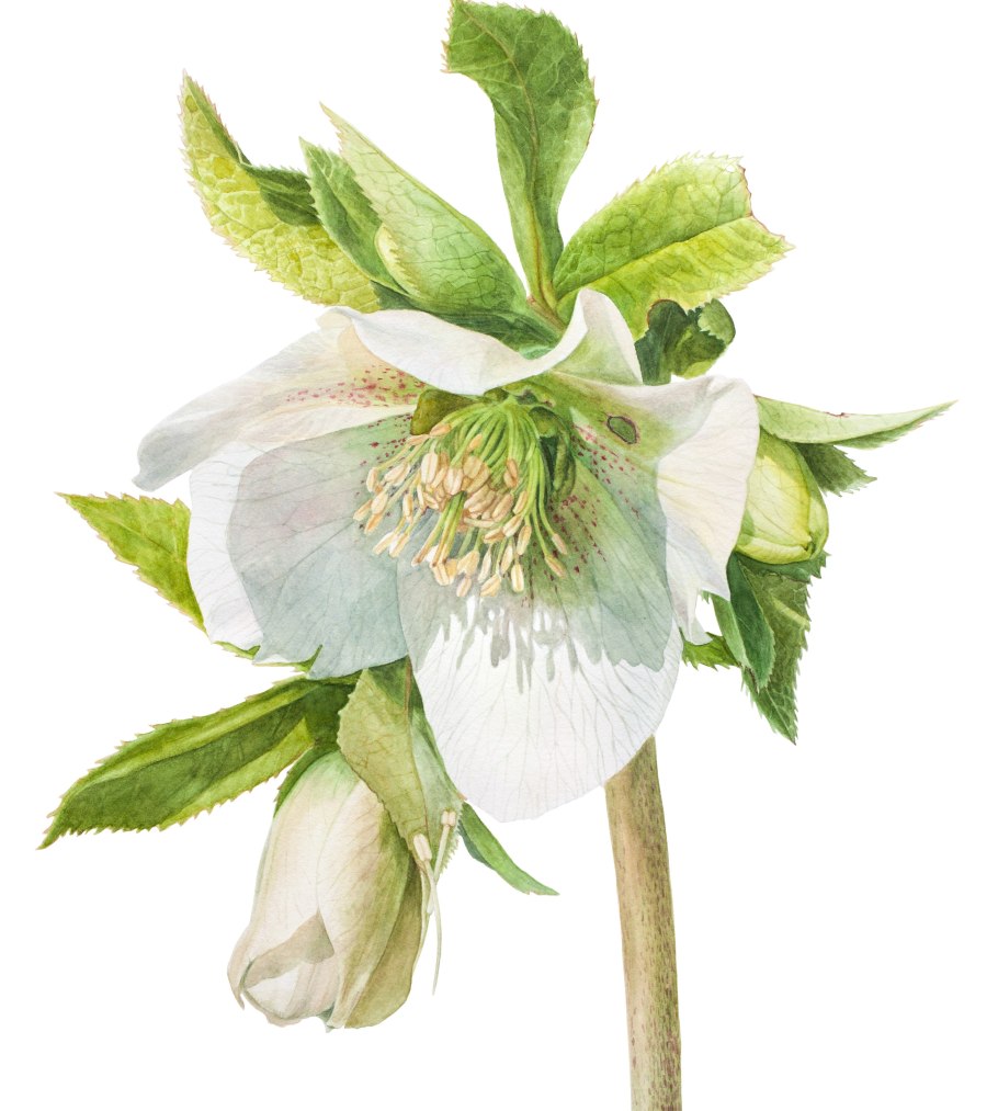 Морозник зимний цветок