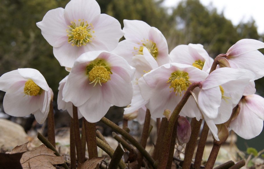 Морозник Винтербеллс