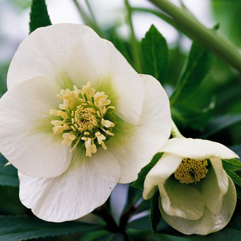 Морозник душистый