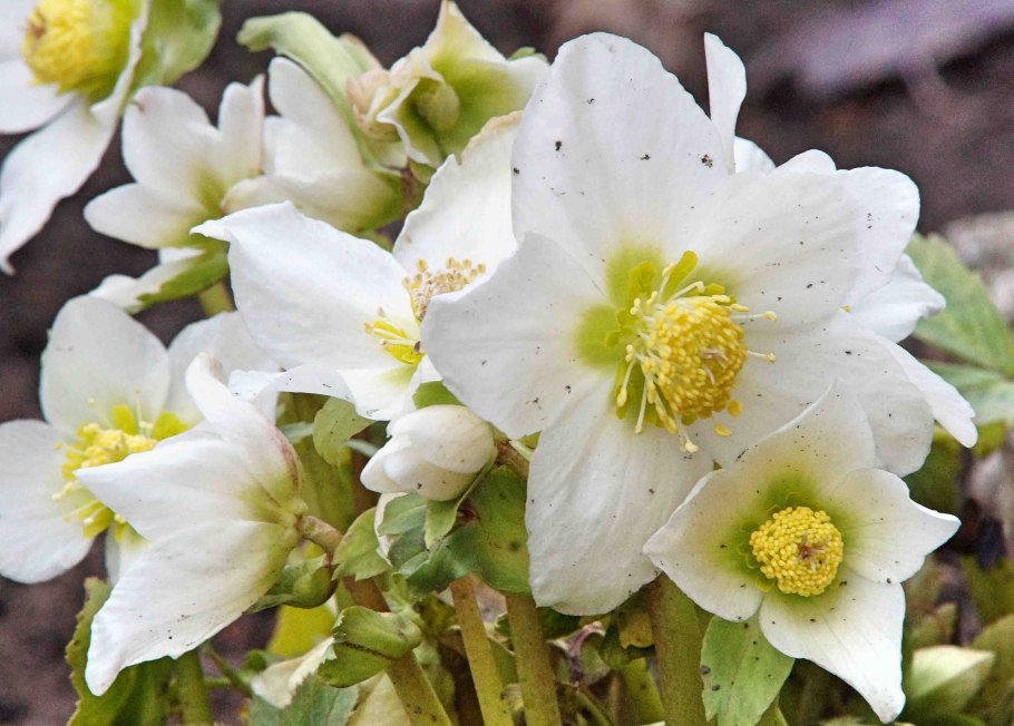 Морозник куст