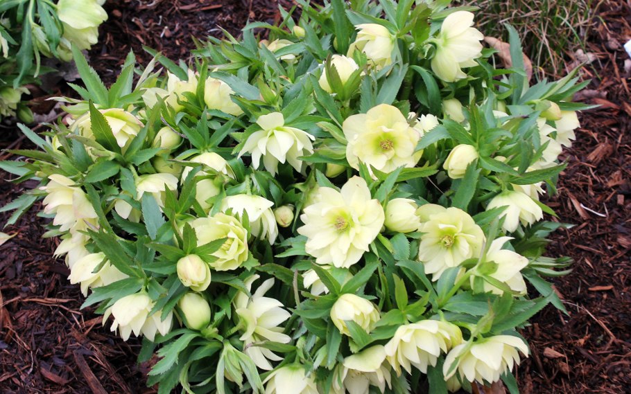 Морозник геллеборус