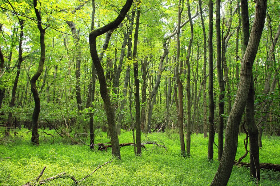 Алатанинский лес