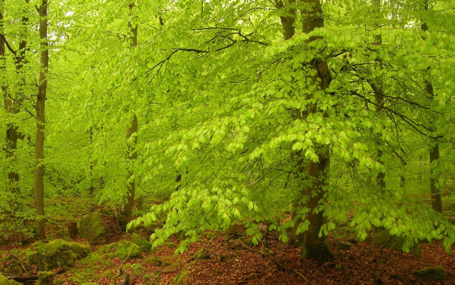 Широколиственные леса красное дерево