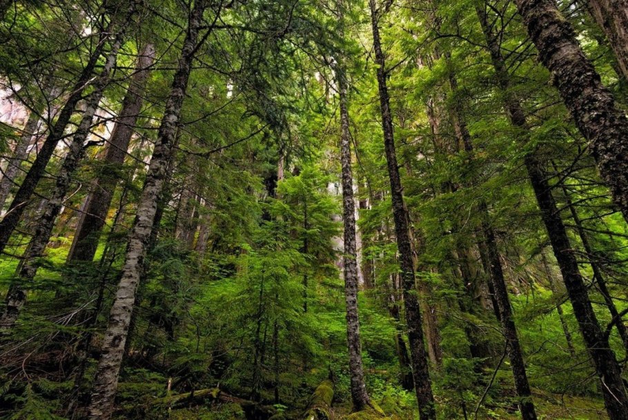 Хвойно-широколиственный лес