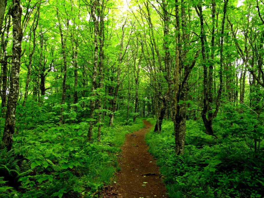 Хвойно-широколиственный лес