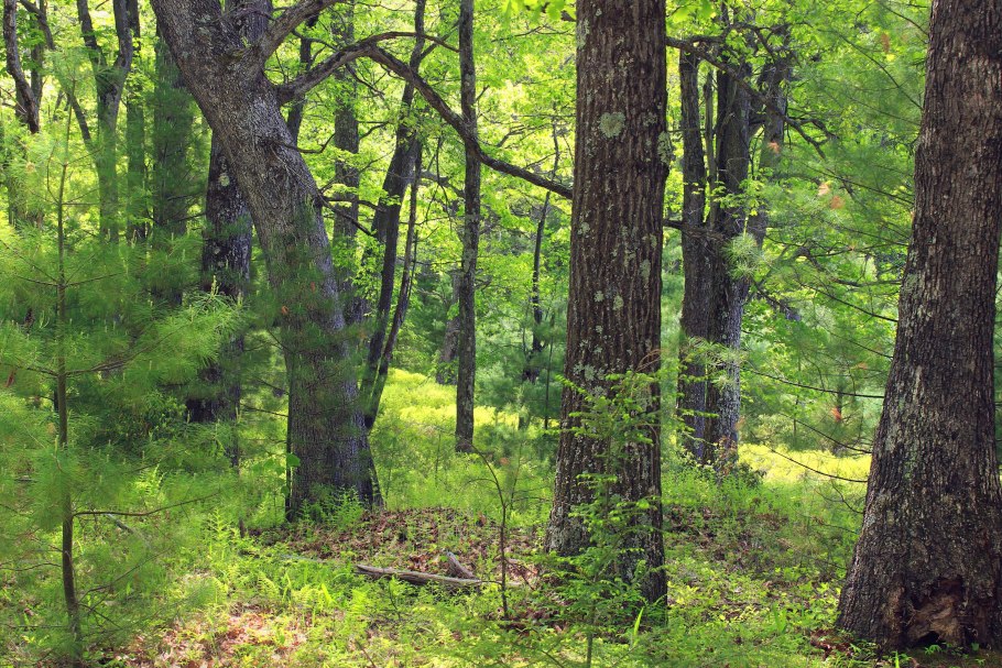 Древостой подлесок подрост