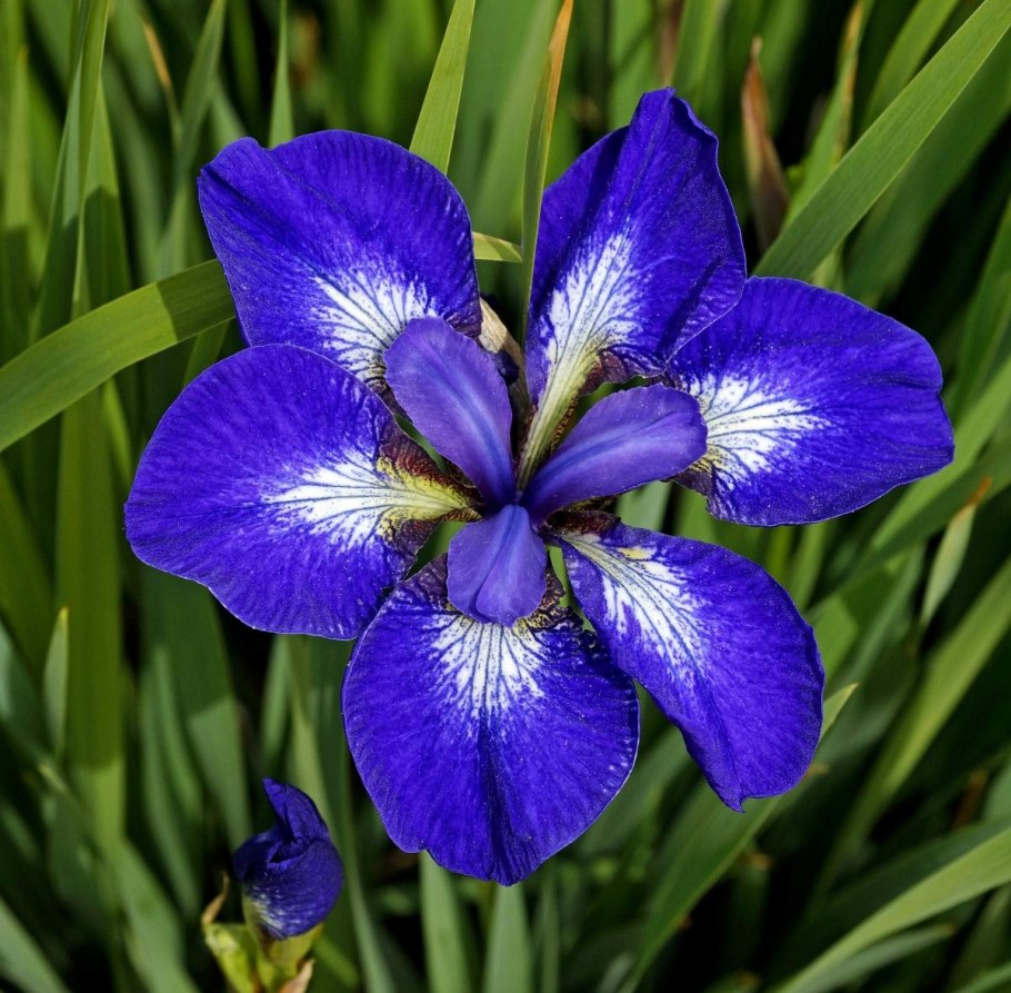 Iris sibirica Shirley Pope