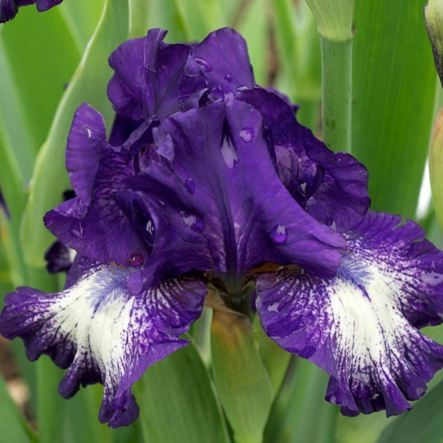 Ирис Сибирский Ruffled Velvet