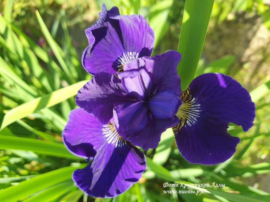 Ирис Iris sibirica Tamberg
