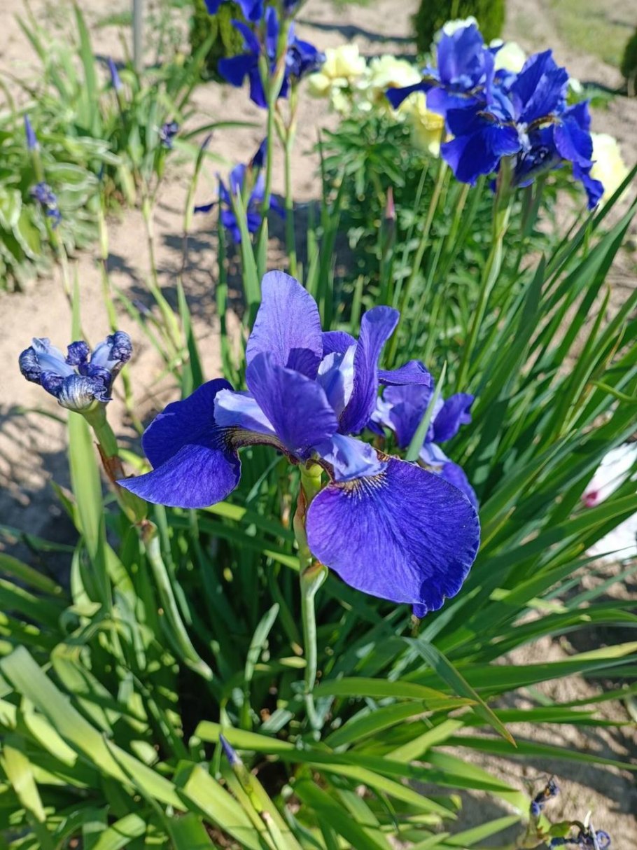 Ирис Сибирский Лаймлайт