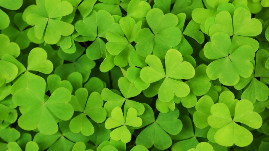 Shamrock means