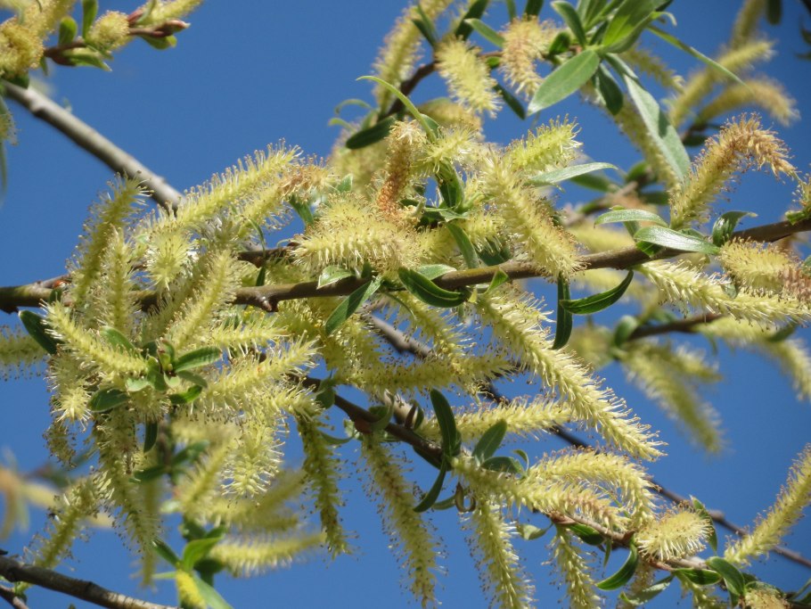 Salix Alba Willow Bark
