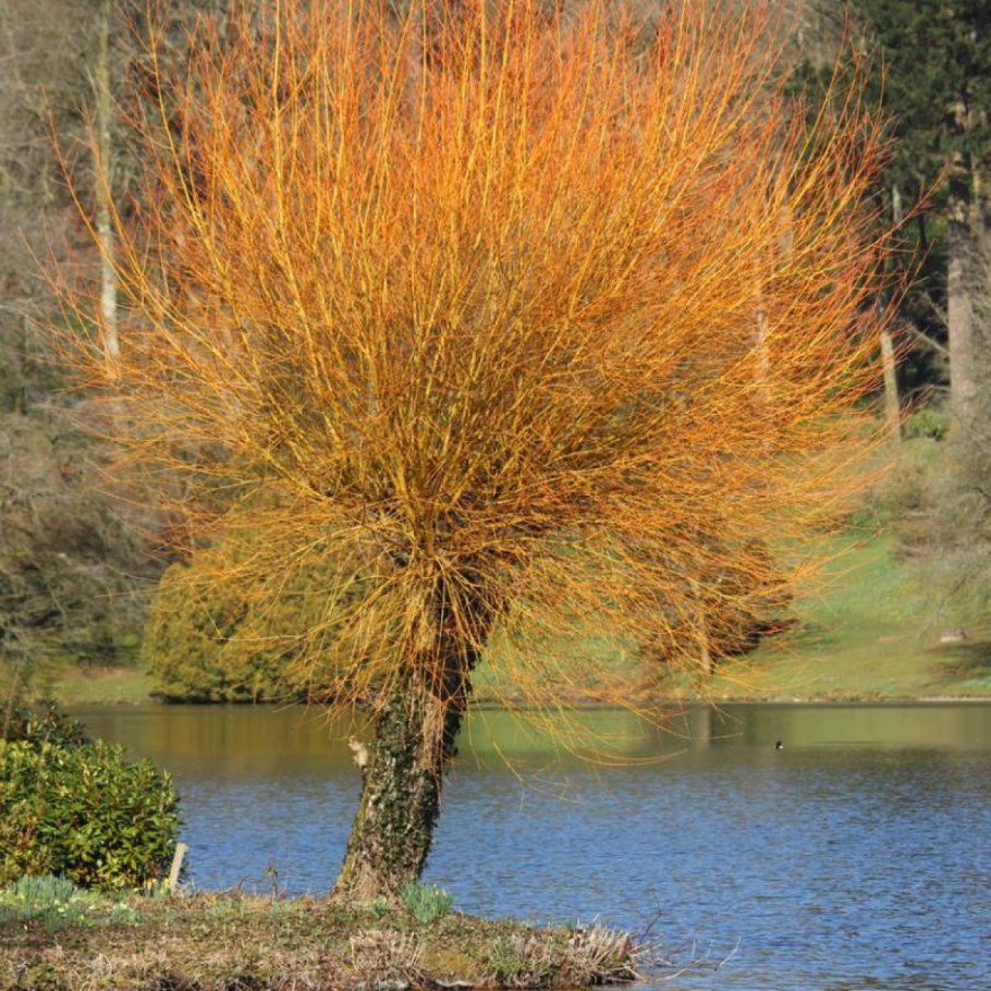 Ива белая (Salix Alba)