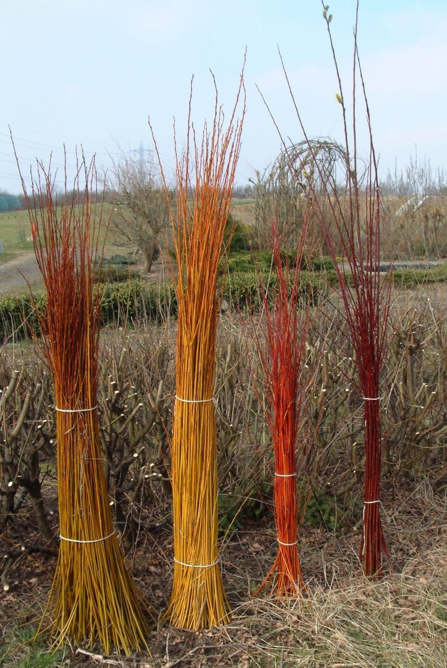 Ива белая (Salix Alba)