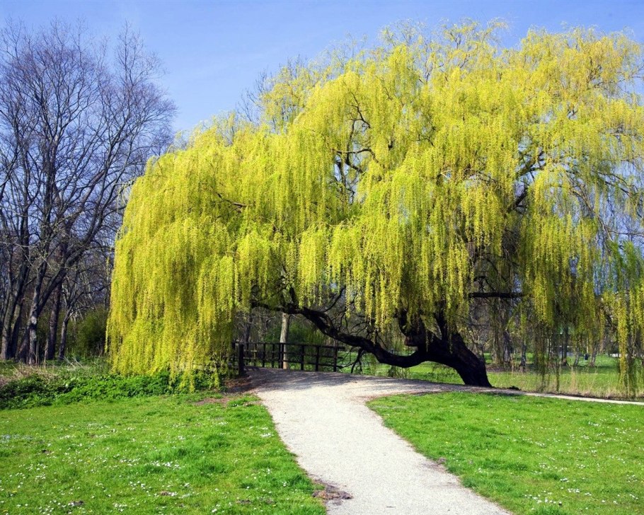 Ива Salix Alba 'vitellina'.