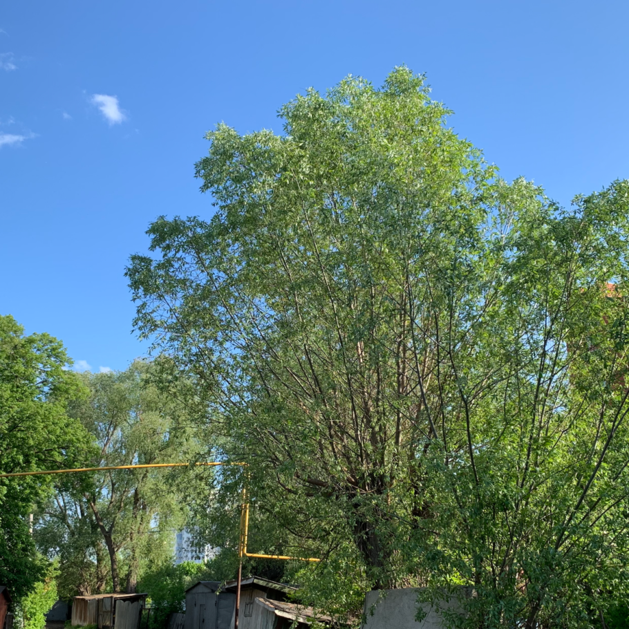 Ива памяти Миндовского