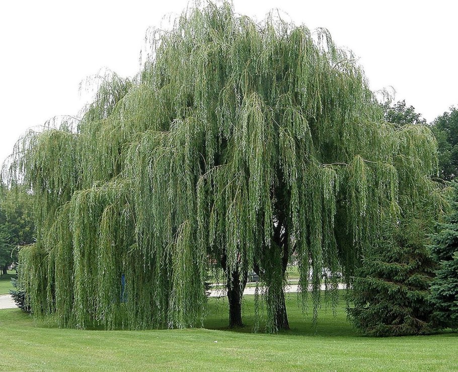 Ива Курайская Salix ledebouriana