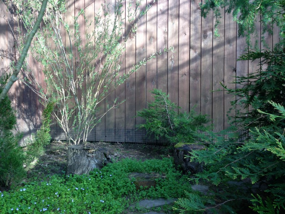 Ива мелколистная серебристая