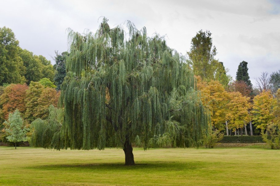 Ива белая (Salix Alba)