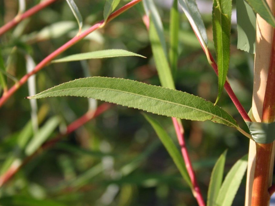 Ива белая (Salix Alba)