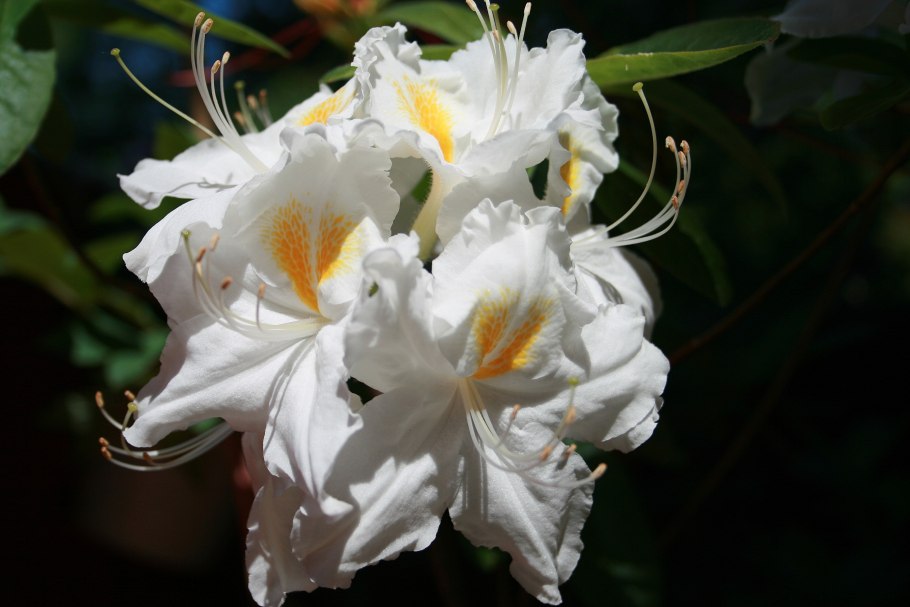 Рододендрон Шнигольд