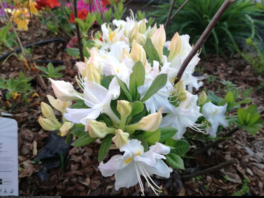 Азалия Schneegold