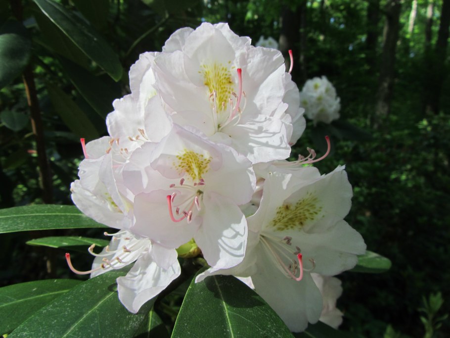 Азалия Schneegold