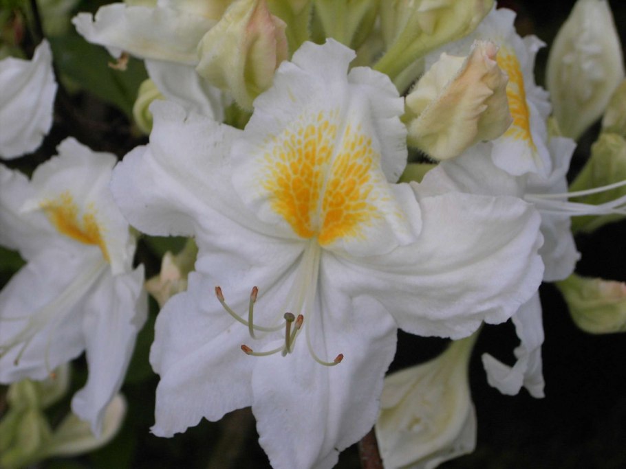 Рододендрон сорт Пикассо