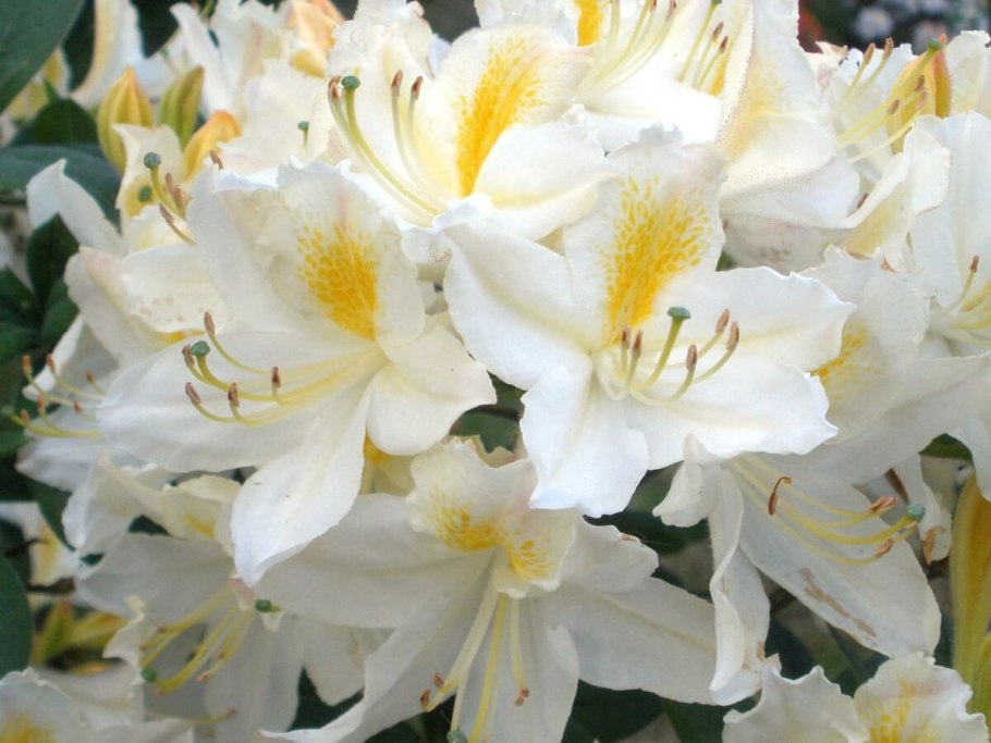 Азалия Шнеегольд