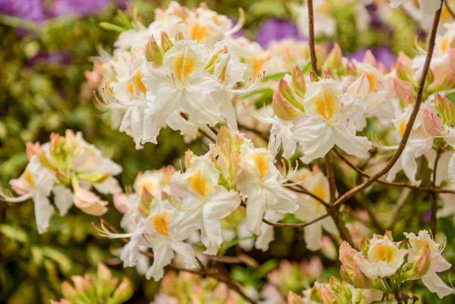 Рододендрон Шнееголд листопад.