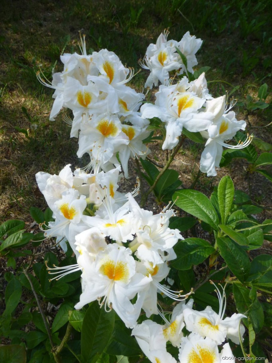 Азалия Шнеегольд