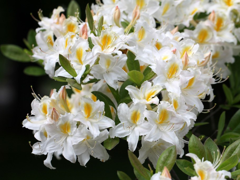 Азалия Листопадная Schneegold