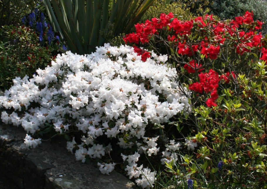 Рододендрон листопадный Шнееголд