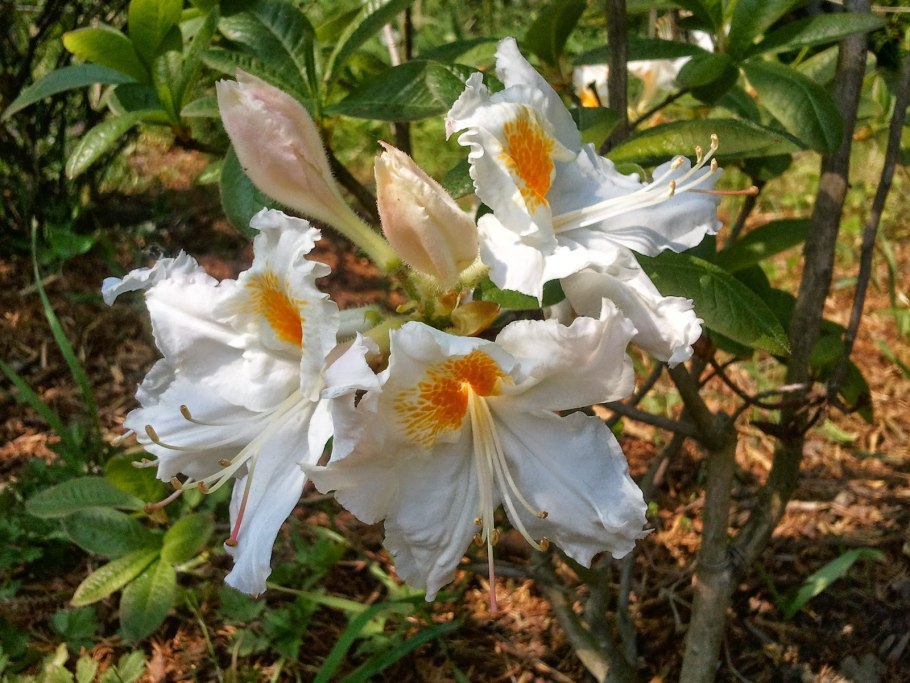 Рододендрон гшнееголд в саду