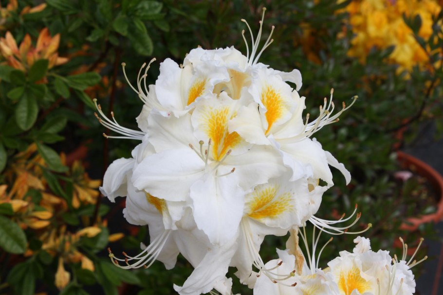 Азалия/рододендрон Schneegold