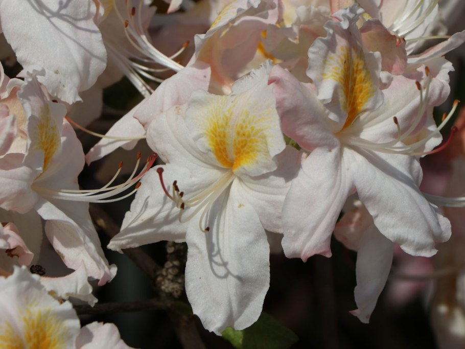 Рододендрон Daviesii