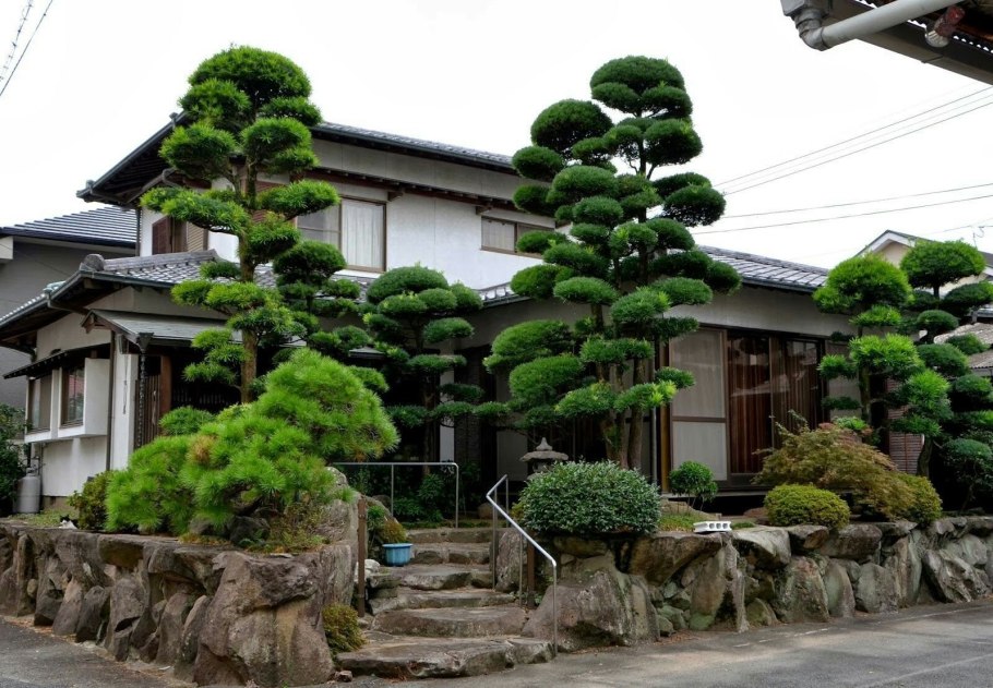 Сосна черная Австрийская ниваки