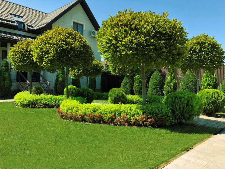 Садовый бонсай ниваки