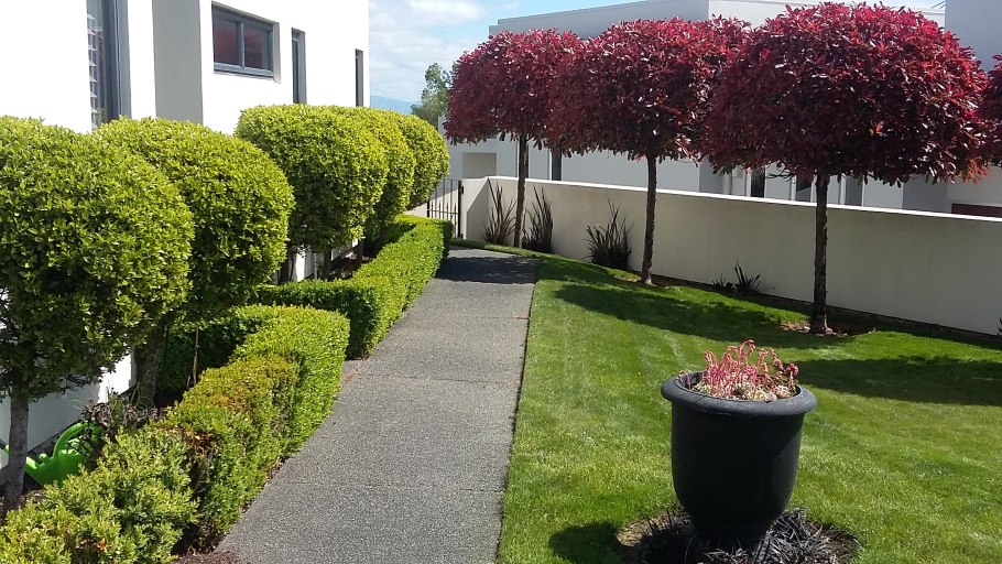 Сосна ниваки рокарий