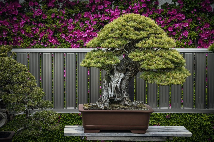 Туя Даника вдоль дорожки