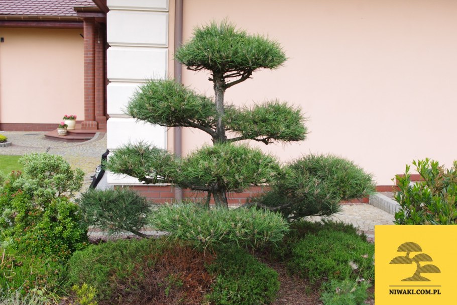 Клён Глобозум в живой изгороди