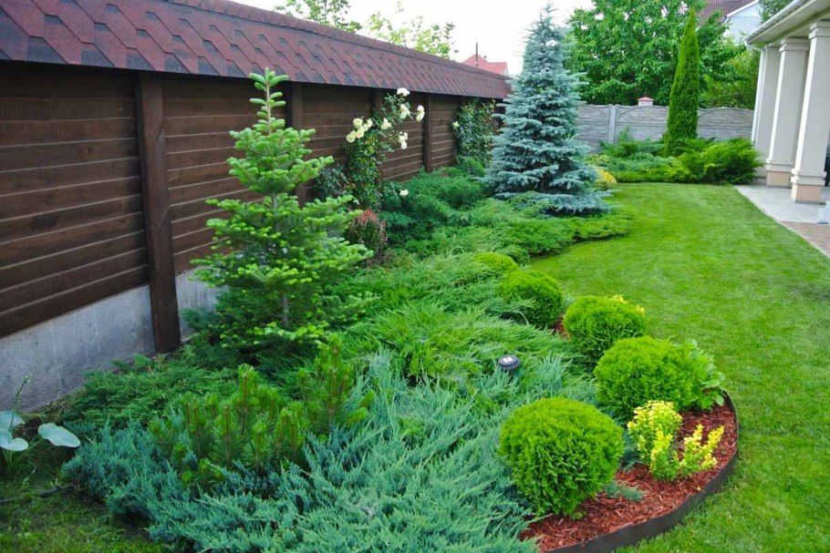 Ель Томпа в ландшафтном дизайне