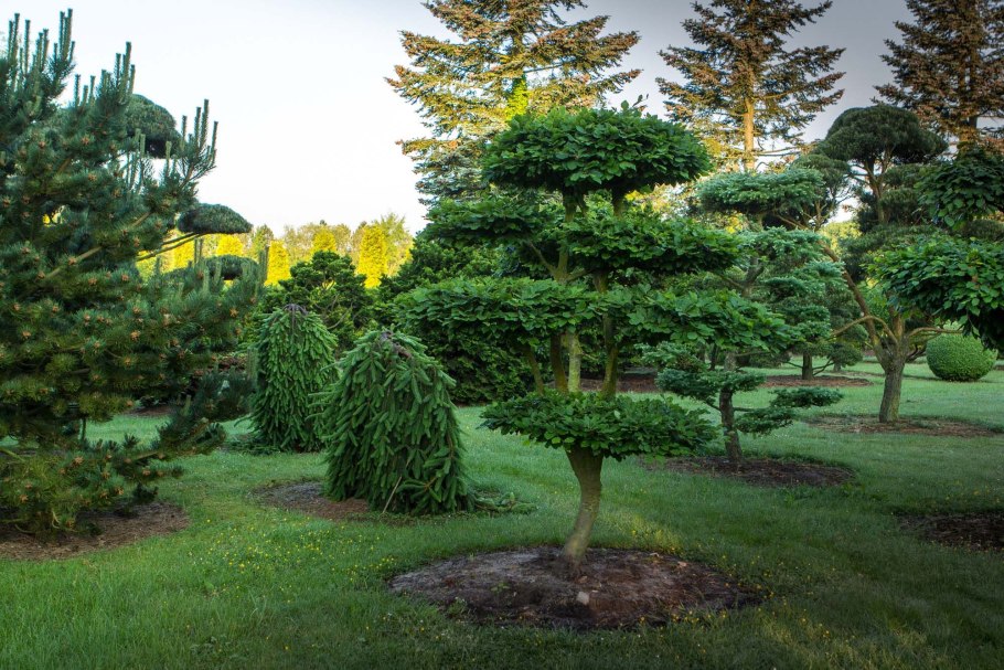 Бонсай перед домом