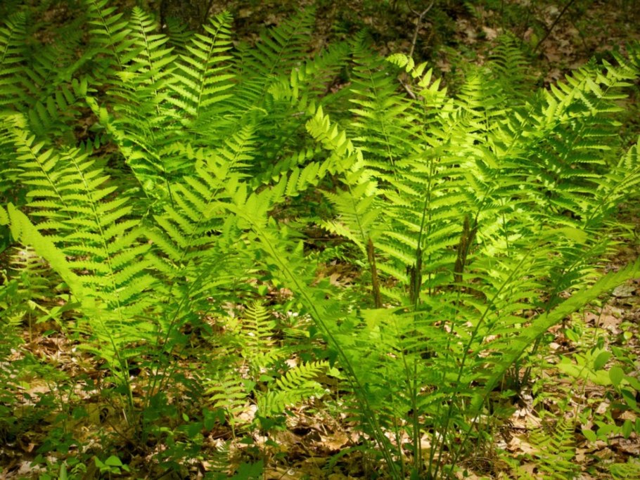 Osmunda claytoniana l.