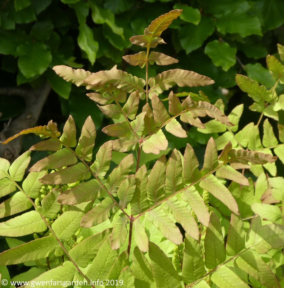 Осмунда Королевская пурпурасенс