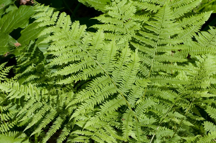 – Осмунда, Оноклея, Аралия