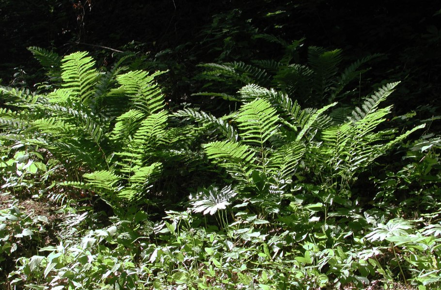 Осмунда клейтониана 'Osmunda claytoniana'